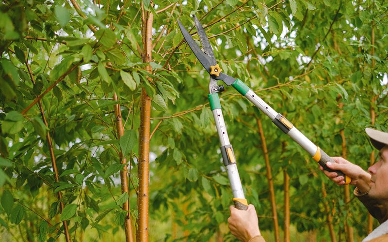 Tree trimming in Warrensburg, NY
